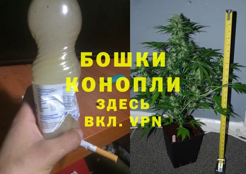 купить наркотик  Верея  Шишки марихуана SATIVA & INDICA 